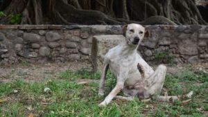 allergies eczéma chien corps