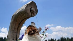 déshydratation chien corps