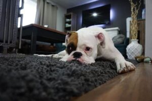 conjonctivite chien