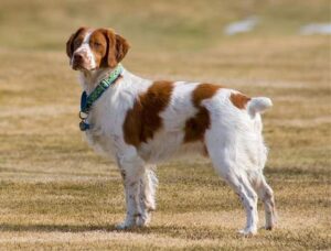 La coupe des oreilles et de la queue chez le chien - Esprit Dog, image size:300x228