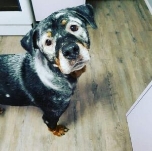 vitiligo chien