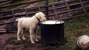 aliments toxiques chien coprs