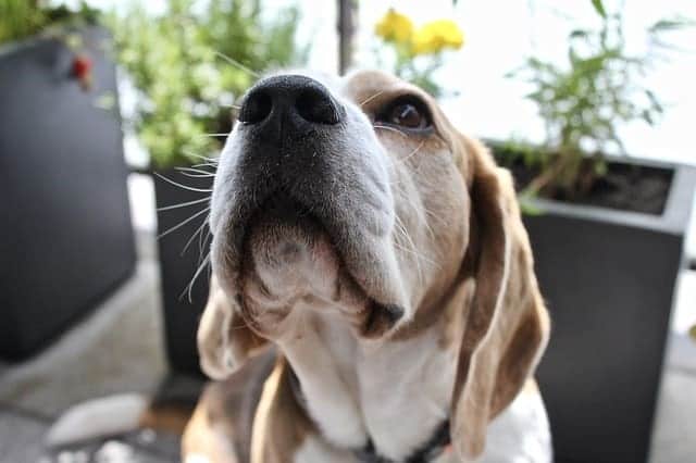 A Quoi Sert Les Moustaches Du Chien Les différents sens du chien : comment fonctionnent-ils ? - Esprit Dog