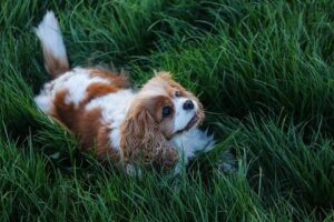 chien fait le taureau