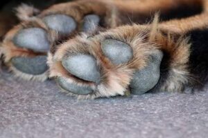 chien mord patte