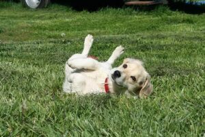 chien se roule dans la crotte