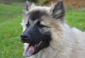 chien langue bleue