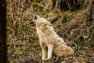 chien fait le loup