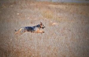 chien fugue ban