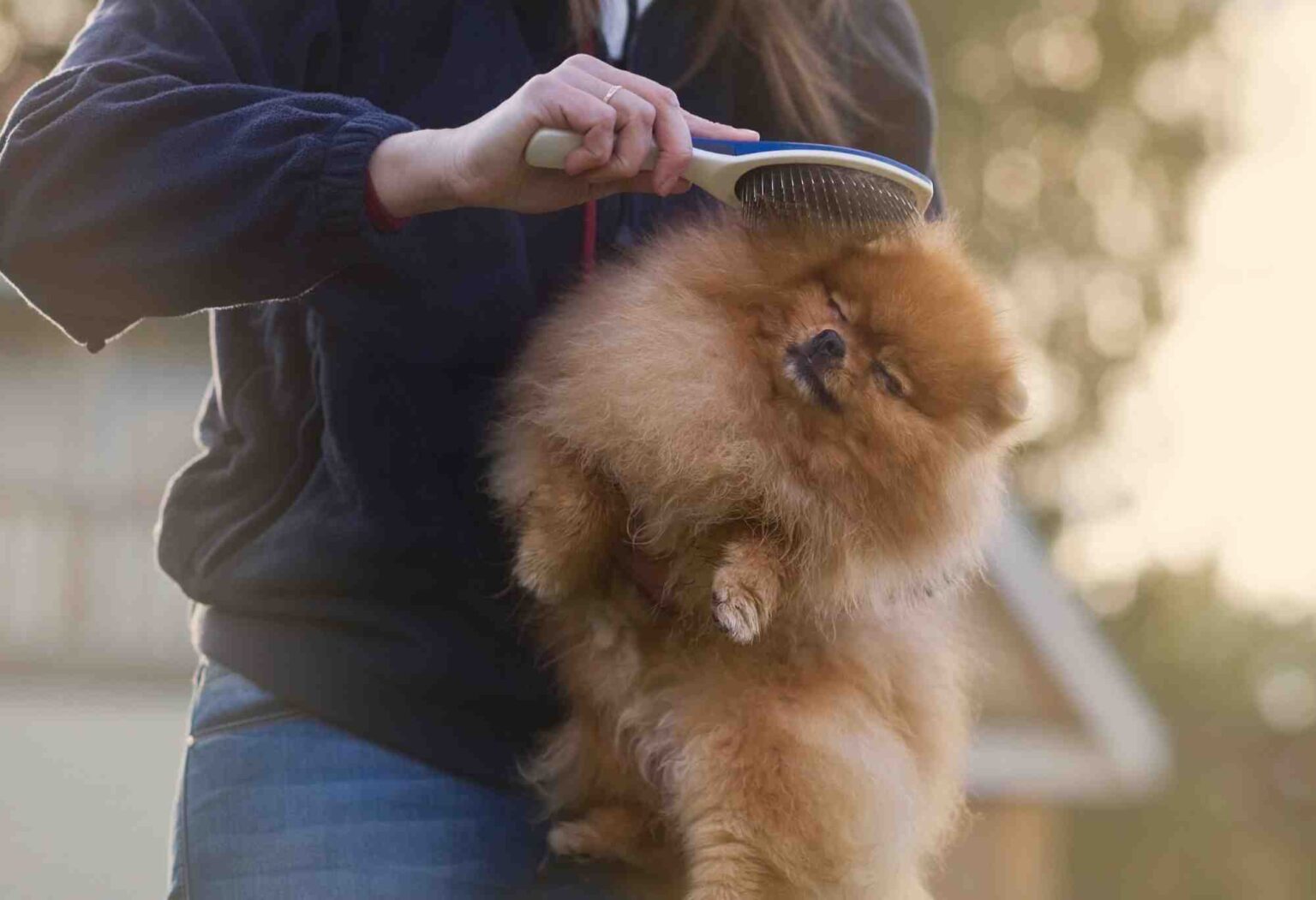 Pourquoi mon chien perd ses poils ? Esprit Dog