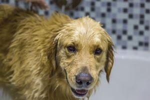 chien sent mauvais