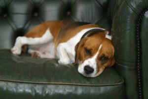 vomissement chien ban