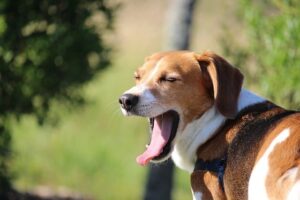 chien baille fatigue