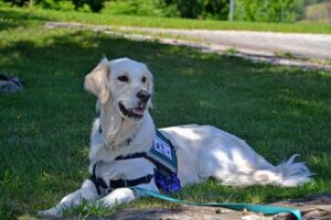 chien guide corps