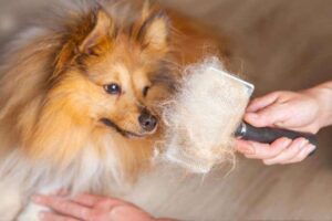 chien qui perd ses poils