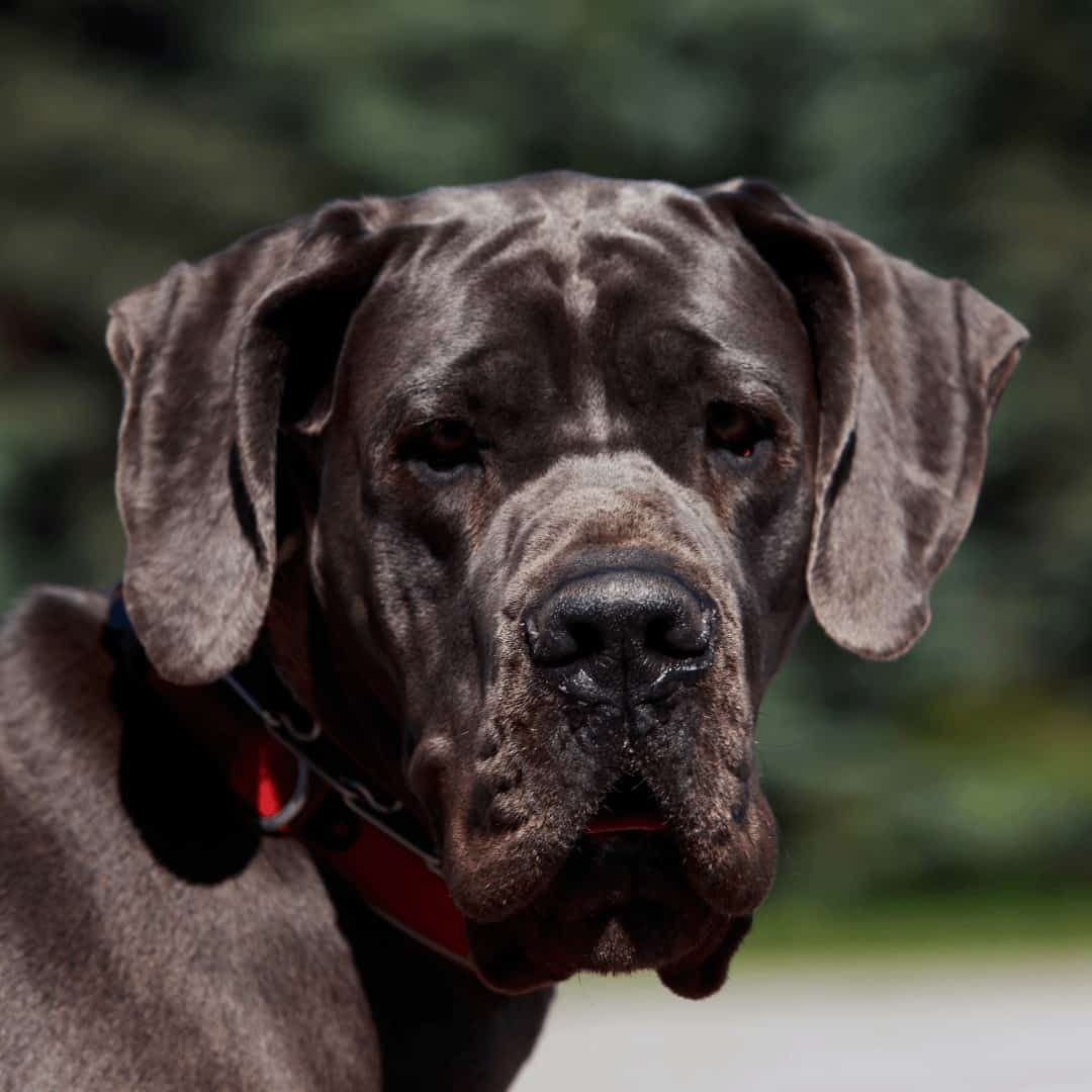 Le Dogue allemand Esprit Dog Fiches de race
