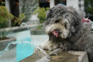 chien boit