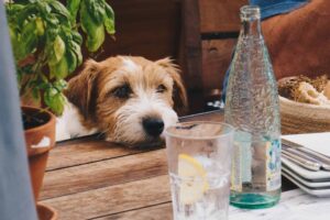 eau chien