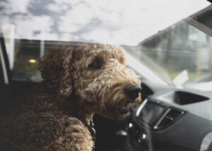 Chien voiture danger