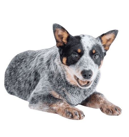 Bouvier Australien couché