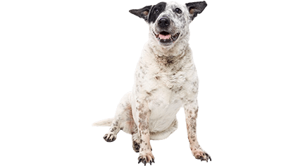 bouvier australien