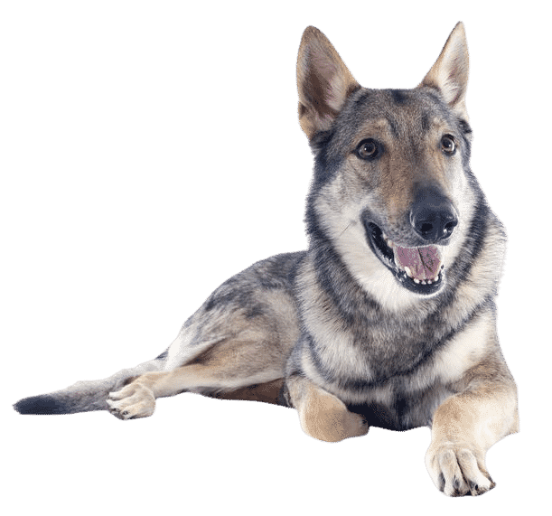 Chien-loup Tchécoslovaque couché