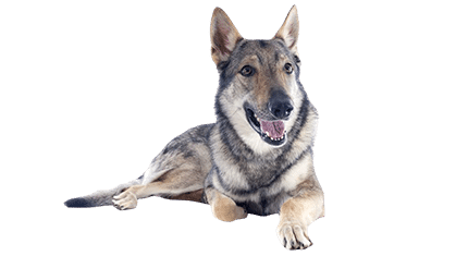chien loup tchécoslovaque