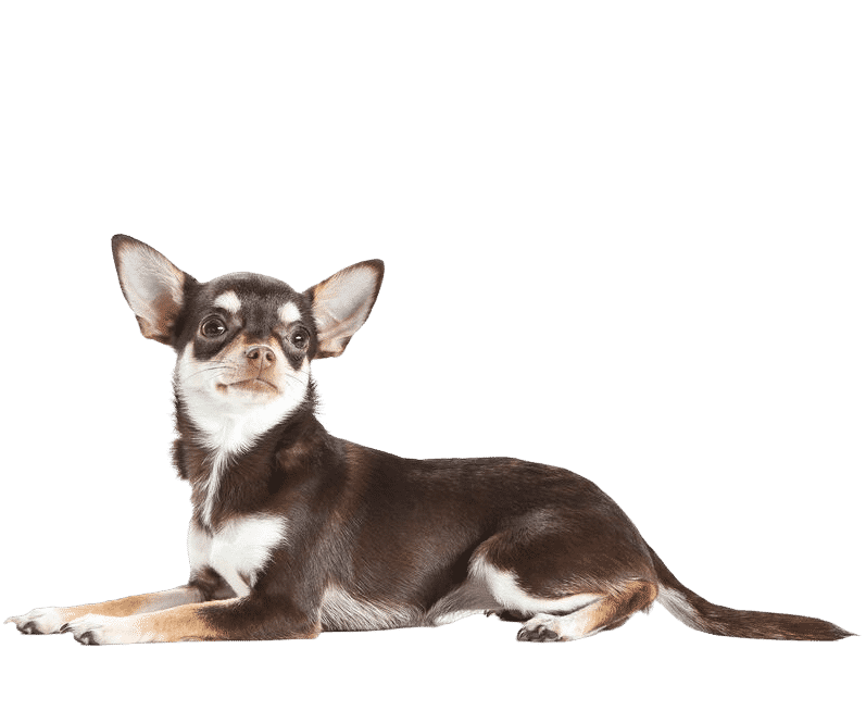 Chihuahua couché