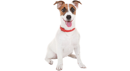 jack russel