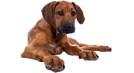 rhodesien ridgeback