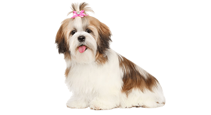 shih tau