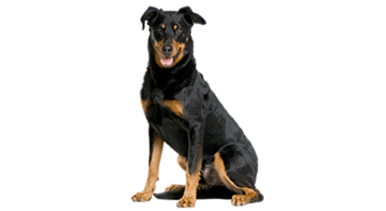 beauceron
