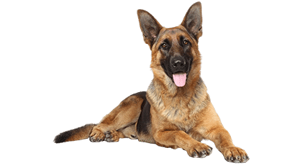 Berger Allemand