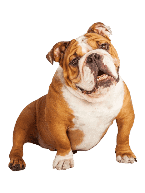 bulldog angalis assis