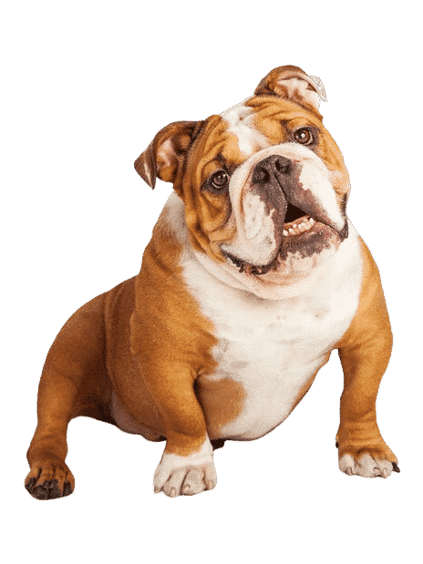 https://www.espritdog.com/wp-content/uploads/2021/07/bulldog-anglais-header-fiche-de-race-e1640178021952.png