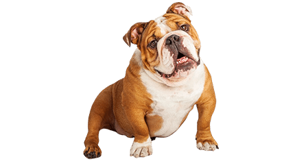 bulldog anglais
