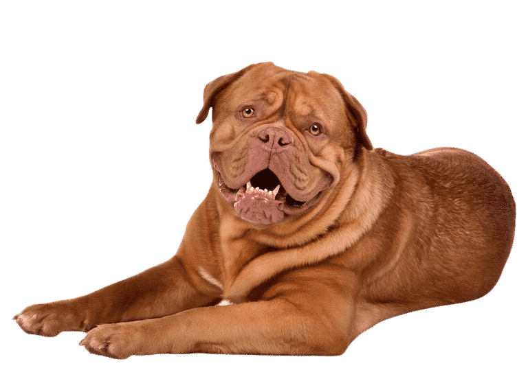 Dogue de Bordeaux couché