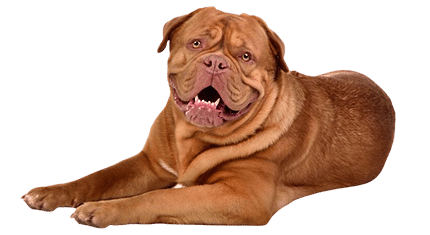 dogue de bordeaux