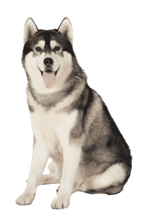 Husky assis