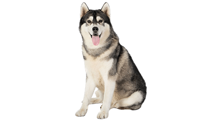 Portefeuille En Cuir PU Imprimé Husky - Grande Capacité, Multiple Poches, Fermeture éclair, Pour Homme/femme