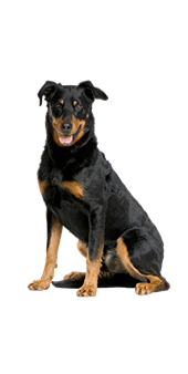 le beauceron adulte assis