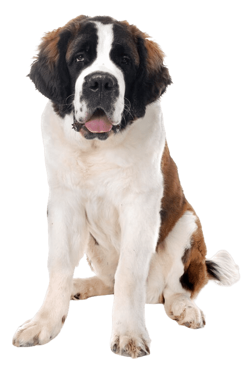 Saint-Bernard assis
