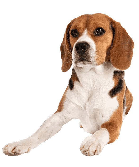 Beagle couché