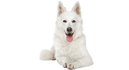 berger blanc suisse