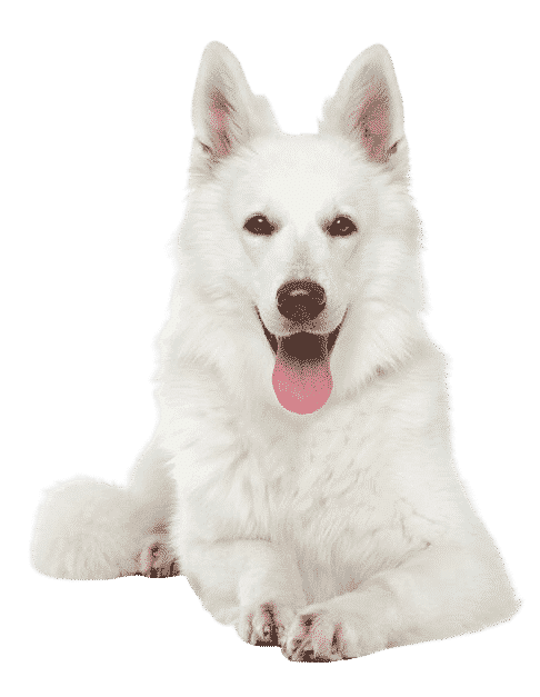 berger blanc suisse allongé