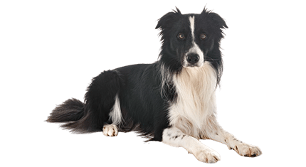 border collie