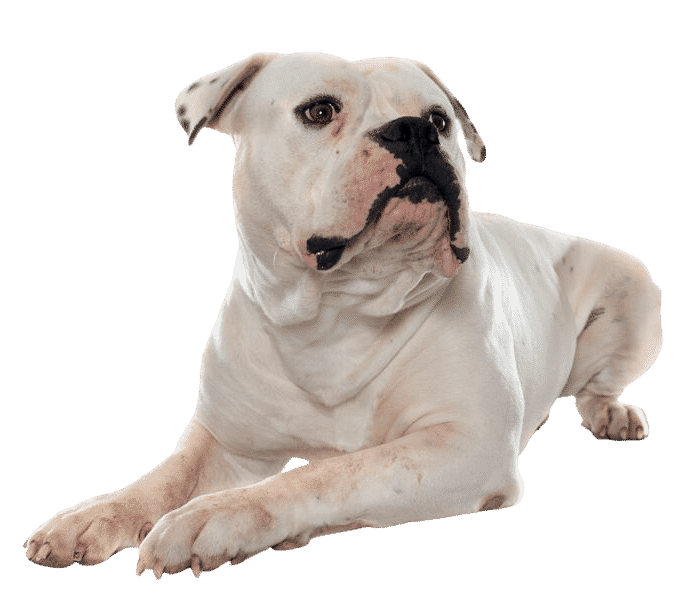 bouledogue americain allongé