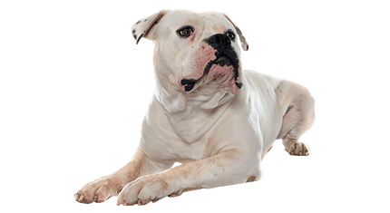 bouledogue americain
