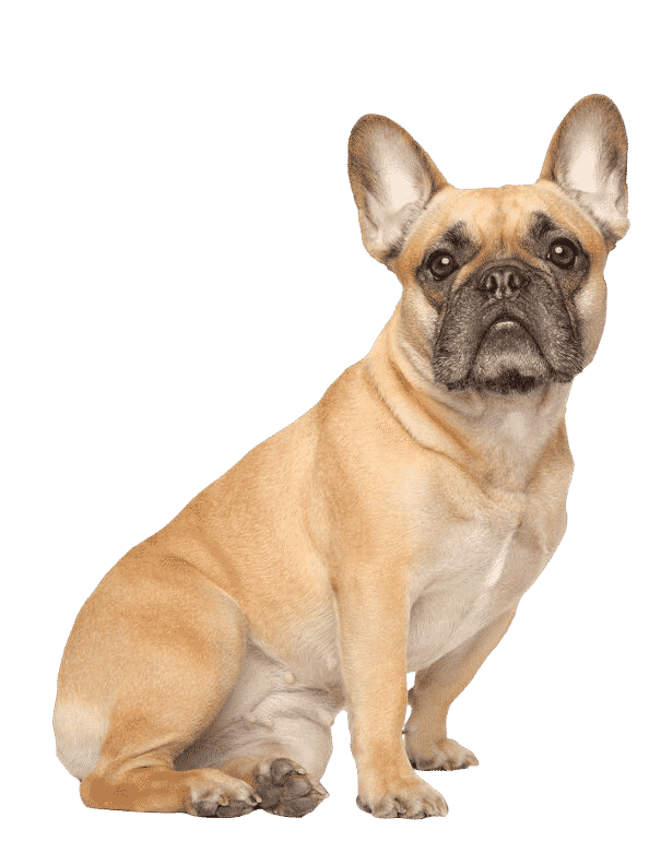 bouledogue français assis