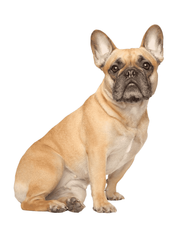 Le Bouledogue Francais Fiche De Race Espritdog Com